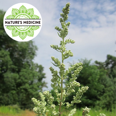 Mugwort (Artemisia vulgaris) Organic Dried Herbs