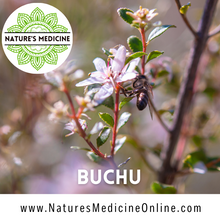 Load image into Gallery viewer, Buchu (Agathosma betulina) 30ml Tincture
