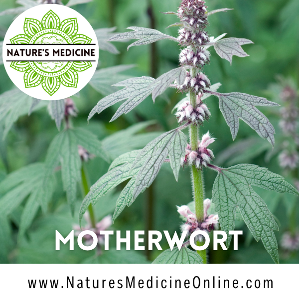 Motherwort (Leonuris cardiaca) Organic Dried Herbs