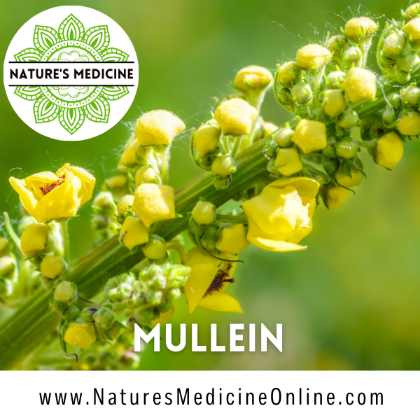 Mullein (Verbascum thapsis) Organic Dried Herbs
