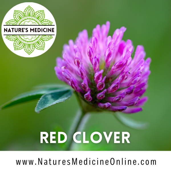 Red Clover (Trifolium praetense) Organic Dried Herbs