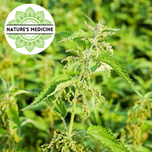 Load image into Gallery viewer, Stinging Nettle Leaf (Urtica dioica or U. urens) 100ml Tincture
